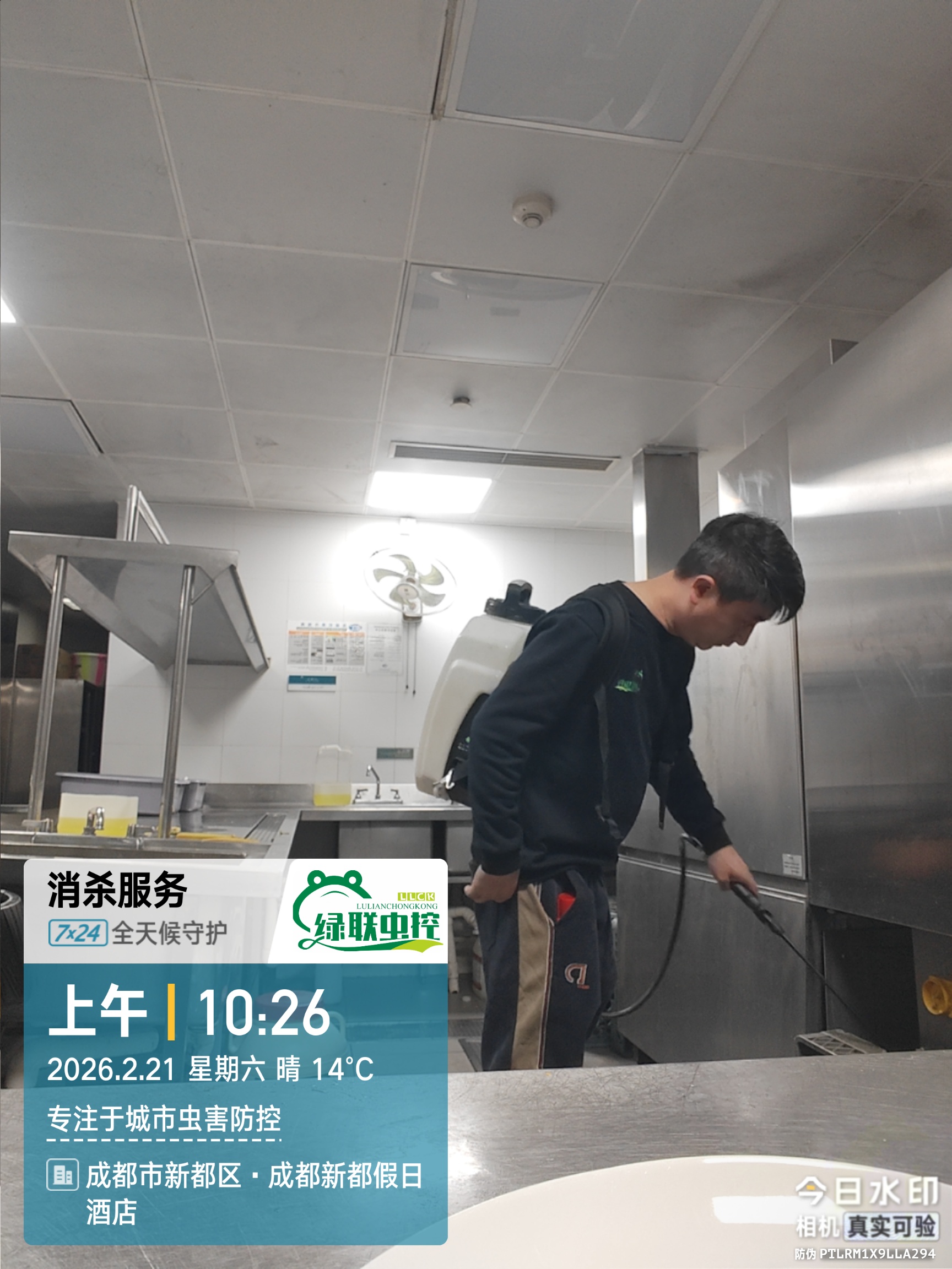 告别化学药剂！苦楝子：“蟑螂克星”