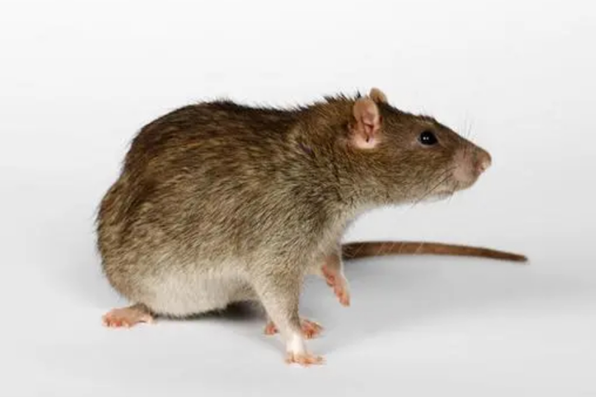 老鼠防治方案