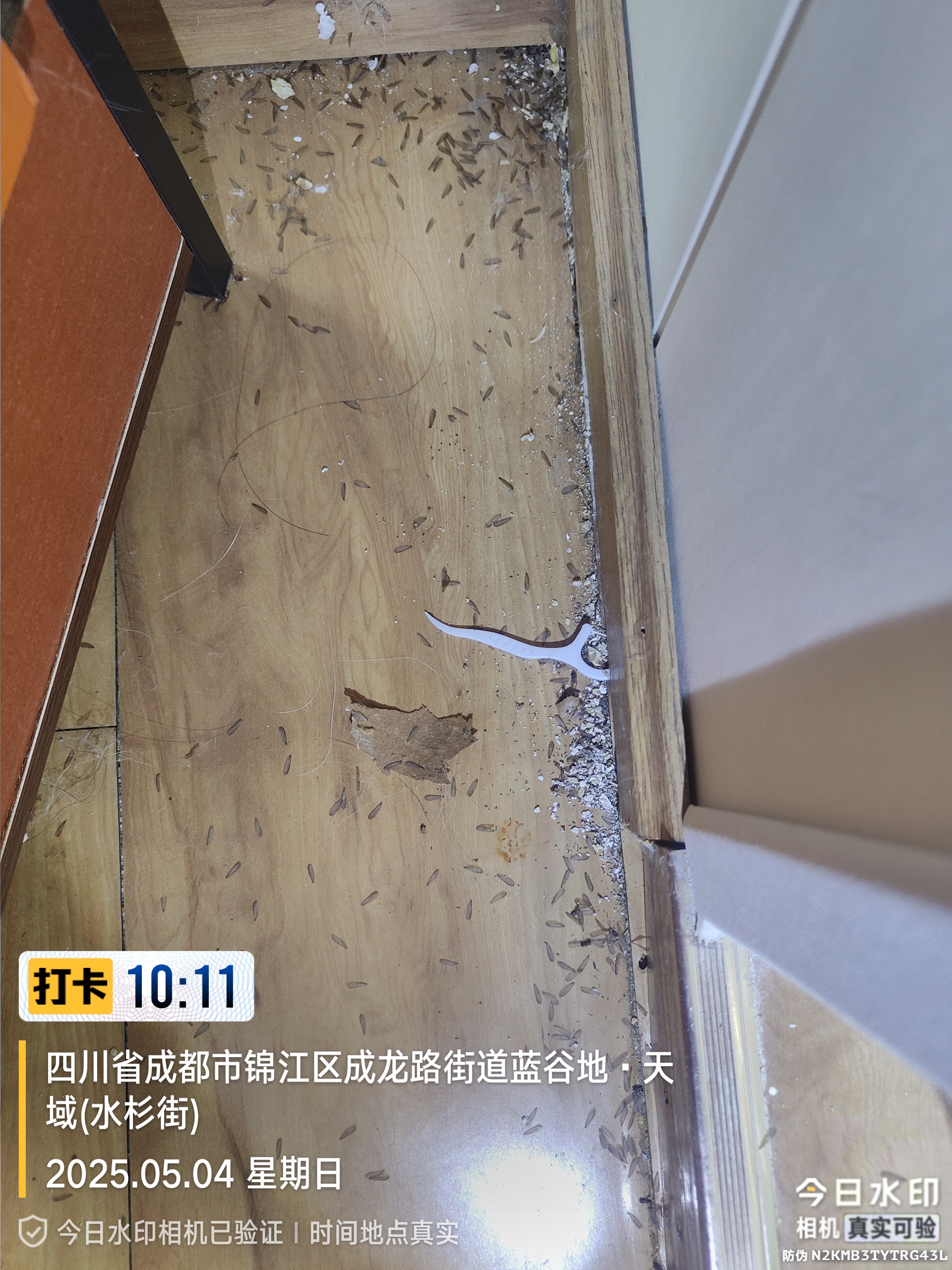 家庭白蚁防治案例