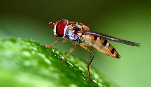卫生间里的小飞虫究竟是什么虫？