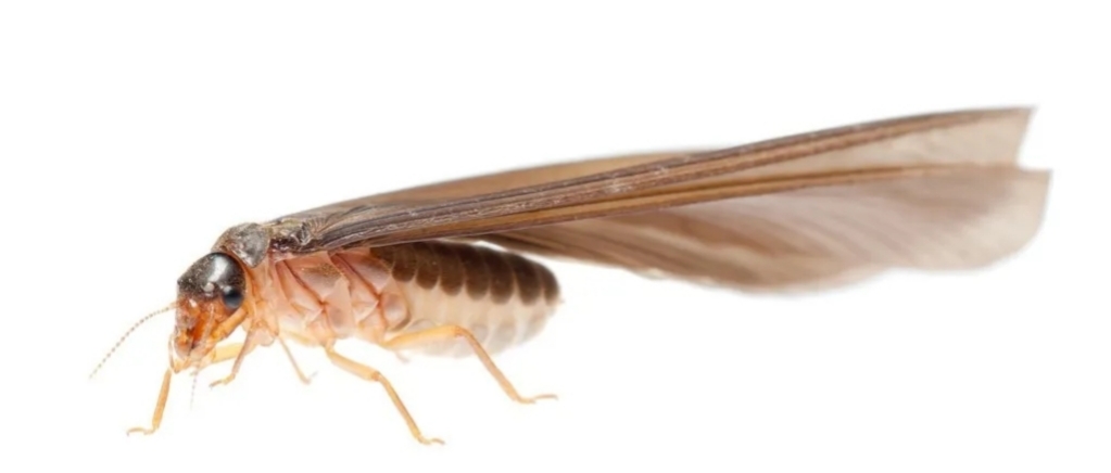 白蚁聚集，及时防治！未雨绸缪，居安思危！