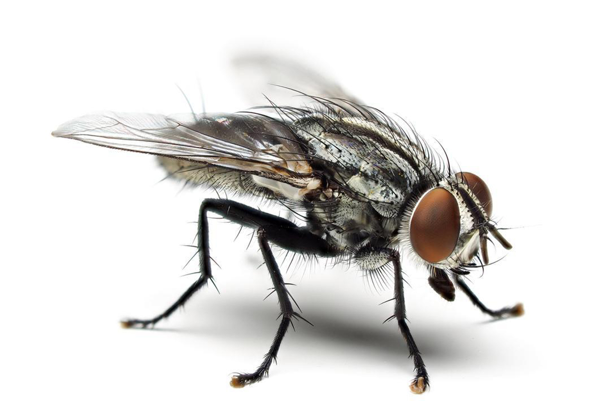 苍蝇防治方案