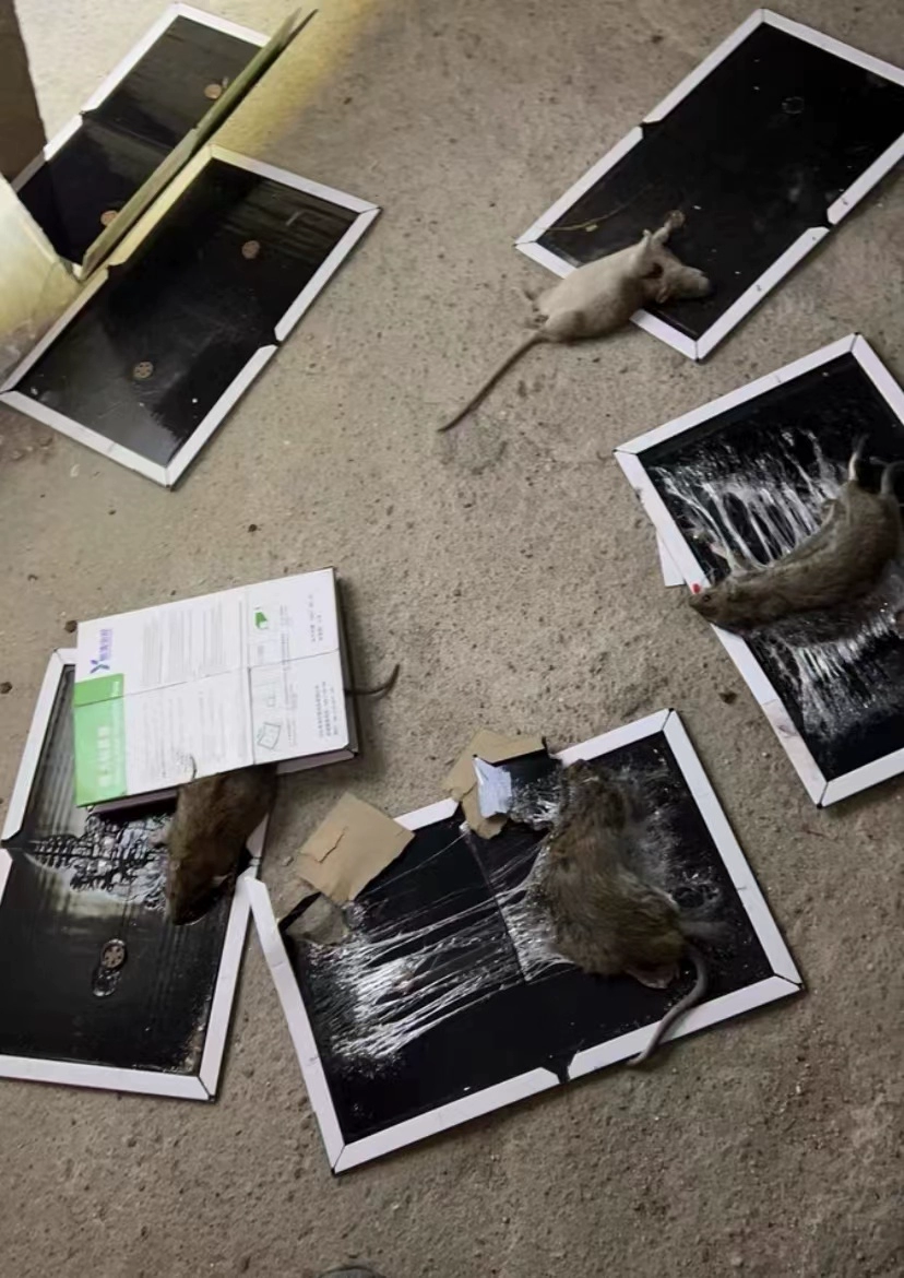 家里有老鼠怎么办？分享4种办法