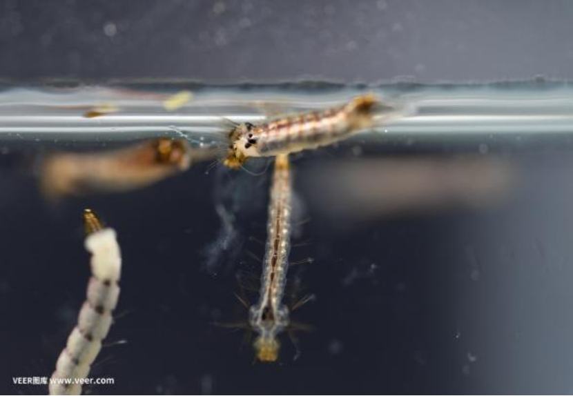 【健康宣教】预防登革热，从你我做起——登革热防控知识宣传 