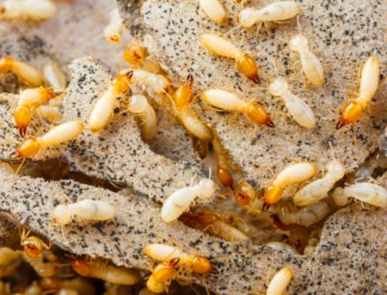 白蚁防治找哪个部门？