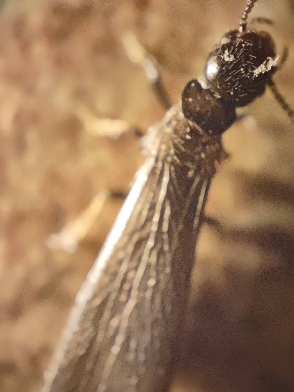 熟悉白蚁生活史，掌握灭巢黄金期