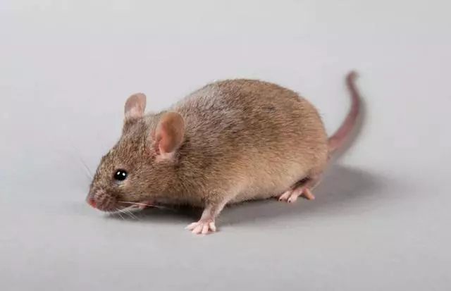 mmexport1771210629127